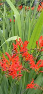 Te koop pollen vaste plant Crocosmia, Zomer, Vaste plant, Overige soorten, Ophalen