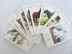 Vintage dieren kwartet kartonnen spel (alle kaarten compleet, Kwartet(ten), Gebruikt, Ophalen of Verzenden