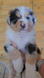 Raszuivere gestest Australian Shepherd Black Tri Dekreu pups, Rabiës (hondsdolheid), Reu, Eén hond, 3 tot 5 jaar