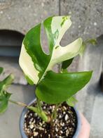 Rhapidophora Tetrasperma Variegata, Vaste plant, Ophalen of Verzenden, Bloeit niet, Halfschaduw