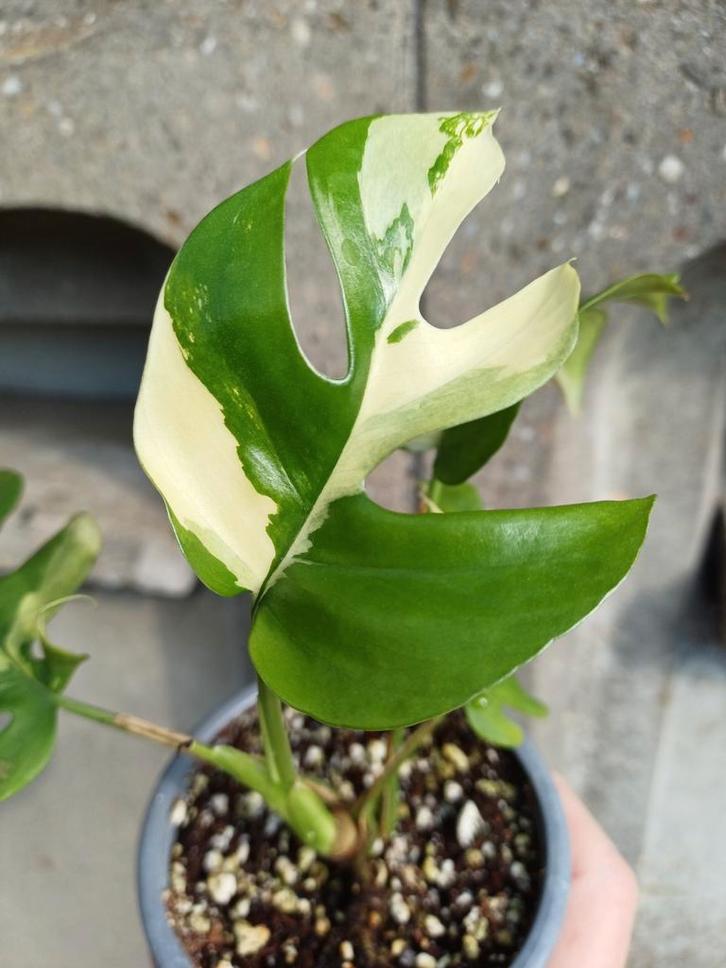 Rhapidophora Tetrasperma Variegata, Tuin en Terras, Planten | Tuinplanten, Vaste plant, Klimplanten, Halfschaduw, Bloeit niet