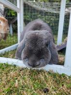 2 Franse lang oren broer en zus, Dieren en Toebehoren, Konijnen, Meerdere dieren, Groot