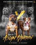 American bully pups xl, Dieren en Toebehoren, Honden | Bulldogs, Pinschers en Molossers, Overige rassen, 8 tot 15 weken, Meerdere