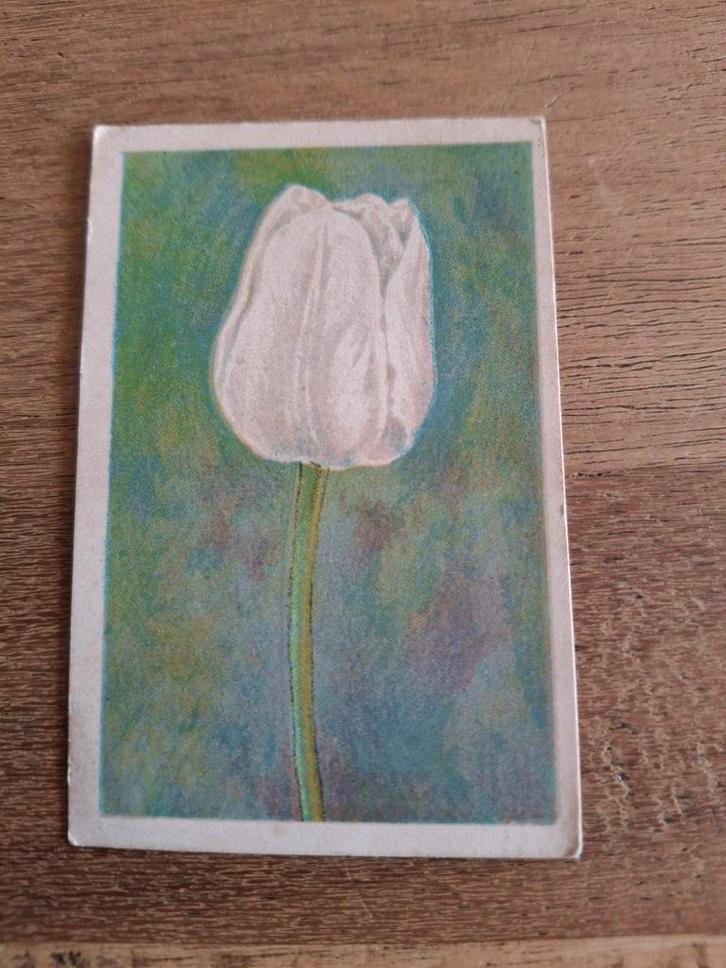 Oude Reclameplaat Darwin Tulp La Candeur, Antiek en Kunst, Antiek | Overige Antiek, Ophalen of Verzenden