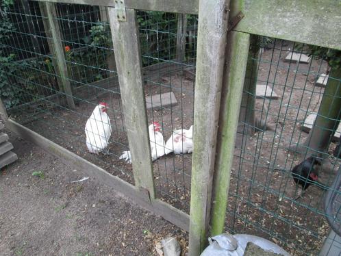 Poule de Bresse kippen en hanen, Dieren en Toebehoren, Pluimvee, Kip, Meerdere dieren