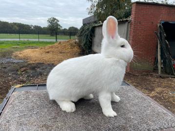 Witte wener voedster beschikbaar voor biedingen