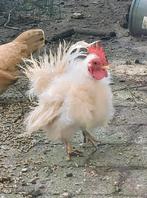 Serama frizzle haantje, Mannelijk, Kip