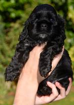 Amerikaanse Cockerspaniel puppen, Dieren en Toebehoren, CDV (hondenziekte), 8 tot 15 weken, Meerdere, Meerdere dieren