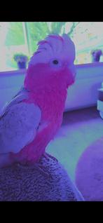 Tamme rose kaketoe 5 maanden jong, Dieren en Toebehoren, Mannelijk, Papegaai, Pratend