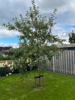 Malus sierappelboom, Tuin en Terras, Planten | Bomen, Ophalen, Lente, Volle zon, Overige soorten