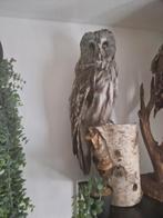 taxidermie opgezette lapland uil met cites, Ophalen of Verzenden, Zo goed als nieuw, Vogel, Opgezet dier