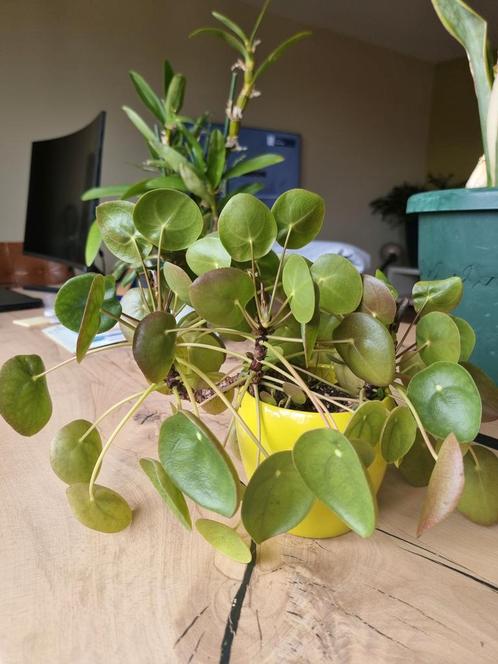 Pannenkoekenplant in gele pot, Huis en Inrichting, Kamerplanten, Overige soorten, Minder dan 100 cm, Groene kamerplant, Halfschaduw