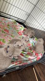 Hele mooie Brits korthaar lilac kittens., Meerdere dieren, Ontwormd, 0 tot 2 jaar