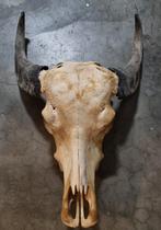 Gigantische bos buffel schedel, Verzamelen, Dierenverzamelingen, Ophalen of Verzenden, Zo goed als nieuw, Schedel
