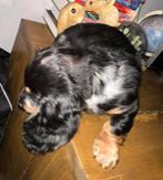 Mooi lang harige kaninchen teckels, Dieren en Toebehoren, Honden | Teckels en Dashonden, Kaninchen, België, Particulier, Rabiës (hondsdolheid)