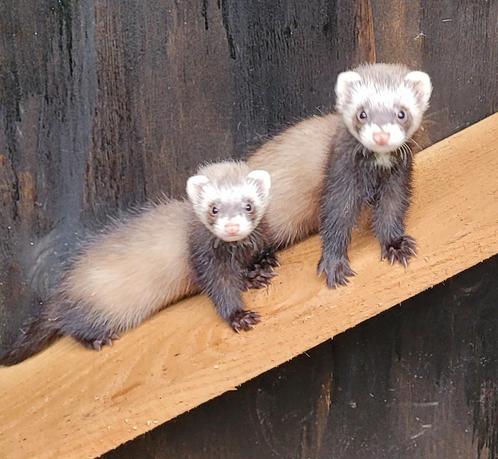 Micro/kleine fretten, Dieren en Toebehoren, Overige Dieren, Meerdere dieren, Mei
