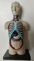 Anatomisch model torso, Ophalen of Verzenden