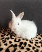 Fluffy blauwoog baby konijntje, Dieren en Toebehoren, Konijnen, Mannelijk, Dwerg