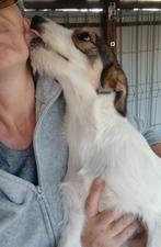 Feline zoekt baasje, Dieren en Toebehoren, Honden | Niet-rashonden, Particulier, Rabiës (hondsdolheid), 15 weken tot 1 jaar, Buitenland