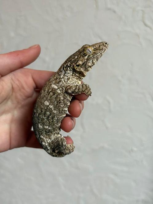 Mt. Koghis leachianus, Dieren en Toebehoren, Reptielen en Amfibieën, Hagedis, 0 tot 2 jaar, Tam
