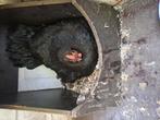Krielkip met jonge parelhoenders, Dieren en Toebehoren, Pluimvee, Meerdere dieren, Kip