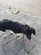 Woezel zoekt vrijwillig wandelmaatje