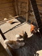 Padua baardkuifhoenders, Dieren en Toebehoren, Meerdere dieren, Kip