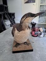TAXIDERMY/TAXIDERMIE OPGEZETTE ZEEKOET, Verzamelen, Dierenverzamelingen, Ophalen of Verzenden, Zo goed als nieuw, Vogel, Opgezet dier
