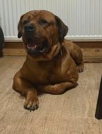 Met spoed een forever home gezocht!, Rabiës (hondsdolheid), Reu, Eén hond, 3 tot 5 jaar