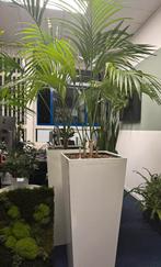 Hydrocultuur Palmen in Lechuza Bakken XXL, 200 cm of meer, Palm, In pot, Groene kamerplant