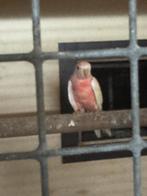 Bourke kweek pop rubino, Dieren en Toebehoren, Vrouwelijk, Parkiet