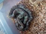 1.2 rattenslangen koop of ruil, Dieren en Toebehoren, Reptielen en Amfibieën, Slang