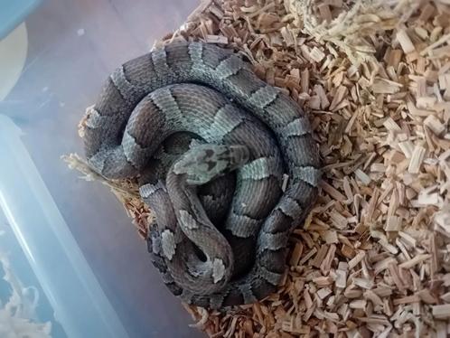 1.2 rattenslangen koop of ruil, Dieren en Toebehoren, Reptielen en Amfibieën, Slang