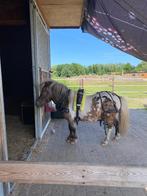 Mini Shetlander mentuig, Dieren en Toebehoren, Ophalen of Verzenden, Nieuw, Overige soorten