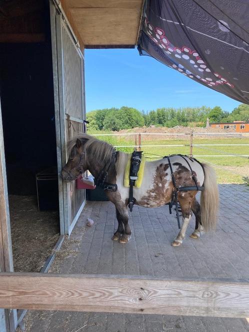 Mini Shetlander mentuig, Dieren en Toebehoren, Paarden en Pony's | Hoofdstellen en Tuigage, Nieuw, Overige soorten, Ophalen of Verzenden