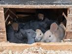 Lieve tamme Vlaamse reuzen konijnen, Dieren en Toebehoren, Konijnen, Meerdere dieren, Groot