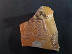 Steengoed fragment baardman Keulen 1550. 2039, Ophalen of Verzenden