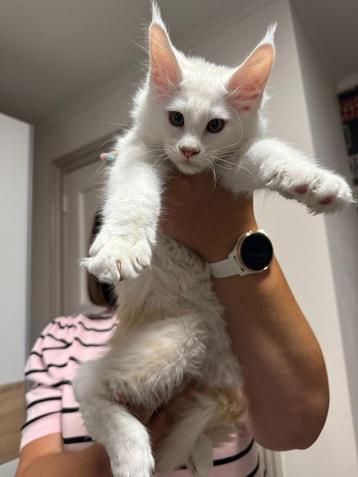Prachtige Maine Coon Shaded Kater beschikbaar voor biedingen