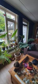 Mooie zebra alocasia in pot., Ophalen, Overige soorten, In pot, Minder dan 100 cm