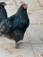 Hanen grote orpington, Dieren en Toebehoren, Pluimvee, Mannelijk, Kip