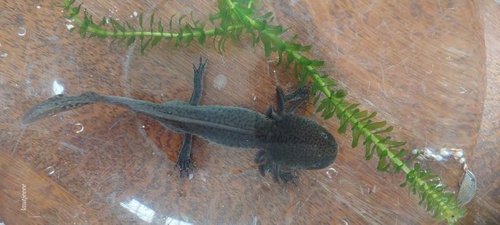 ️Mannetjes axolotl te koop️, Dieren en Toebehoren, Reptielen en Amfibieën, Overige soorten, 0 tot 2 jaar