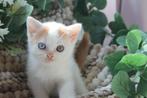 Britse korthaar kitten met odd-eyes DBE en stamboom, Poes