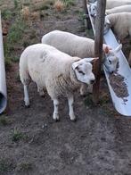 Jonge dekrammen mooi van soort., Dieren en Toebehoren, Schapen, Geiten en Varkens, Mannelijk, Schaap, 0 tot 2 jaar