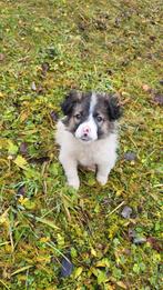 Pupje Ivy zoekt een warm mandje, Particulier, 15 weken tot 1 jaar, Buitenland, Teef