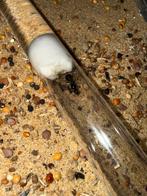 Messor minor hesperius bicolor mieren kolonie 2 werksters