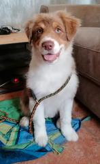 Australian Shepherd pups met stamboom uit kampioenslijn, Dieren en Toebehoren, Honden | Herdershonden en Veedrijvers, 8 tot 15 weken