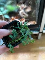 Selaginella wildendowii, Ophalen of Verzenden, Overige soorten, Minder dan 100 cm