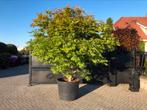 Japanse esdoorn acer Palmatum osakazuki XXXL, Bloeit niet, Halfschaduw, Overige soorten, 250 tot 400 cm