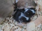 Gerbil pups, Dieren en Toebehoren, Juli, Vrouwelijk, Overige typen, Tam