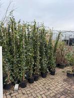 Hedera black friday aanbieding tot 2/12 20 uur 9,95, Tuin en Terras, Planten | Tuinplanten, Ophalen, Vaste plant, Klimplanten